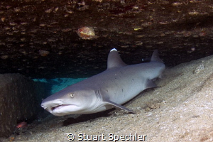 Get out!  Reclusive white tip reef shark, less than thril... by Stuart Spechler 